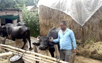 Why the Murrah buffalo project in Karnali failed