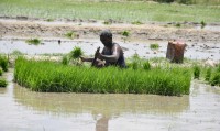 Climate Change Deepens the Crisis in Madhesh