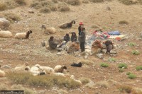 Livestock farming in crisis as China tightens cross-border grazing