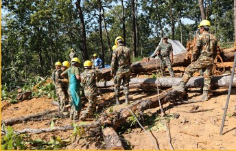 Government Cuts Trees for Public Projects without Paying Mandatory Compensation