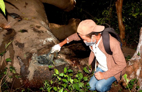 Who Is Killing Eastern Nepal’s Elephants?