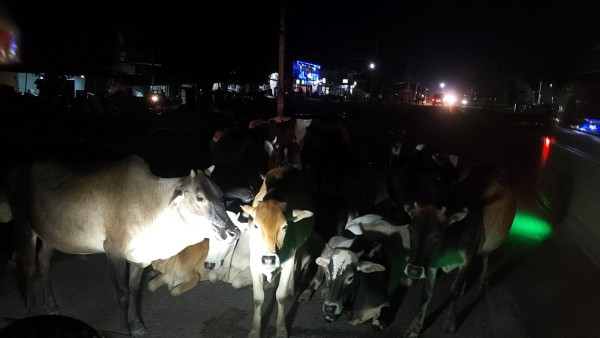 Stray cattle continue to haunt Kailali and Kanchanpur streets despite massive investment to manage them