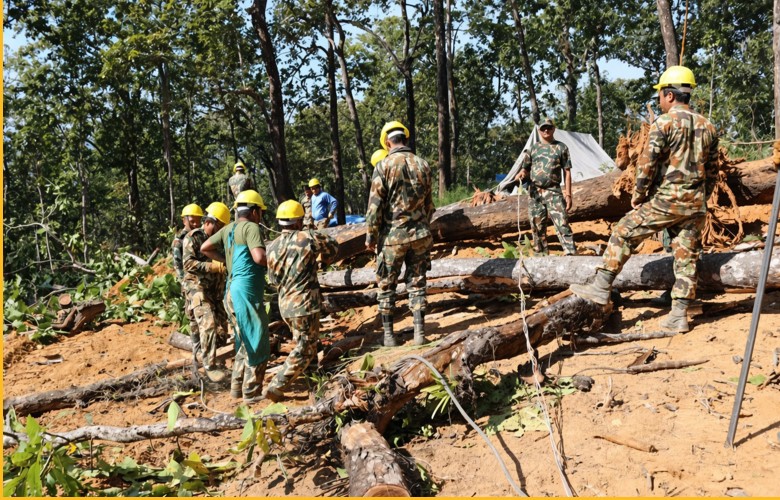 Government Cuts Trees for Public Projects without Paying Mandatory Compensation