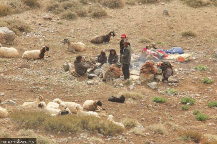 Livestock farming in crisis as China tightens cross-border grazing
