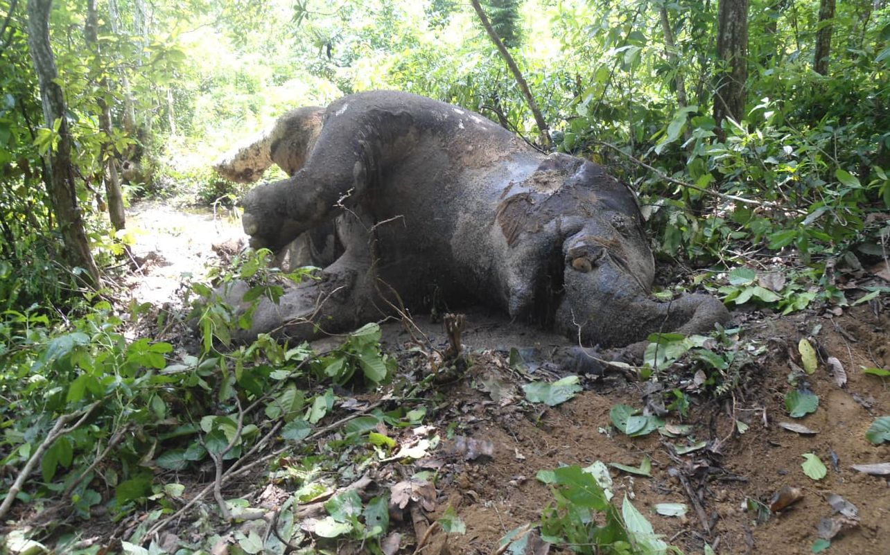 Elephant-poaching--2-(1)-1774350763-1776063998.jpg